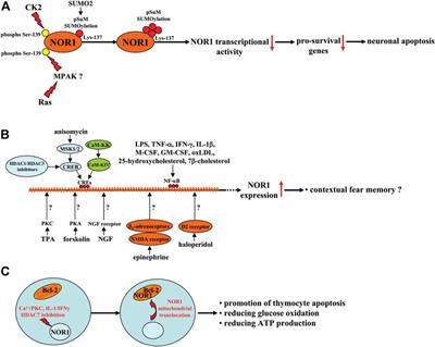 Comprehensive insights into the function and molecular and pharmacological regulation of neuron-derived orphan receptor 1, an orphan receptor